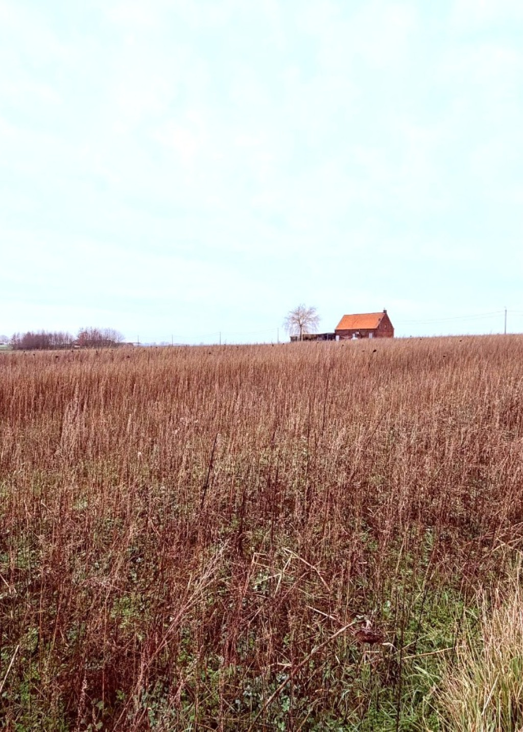 Haezeweidestraat - 11 - - 8980