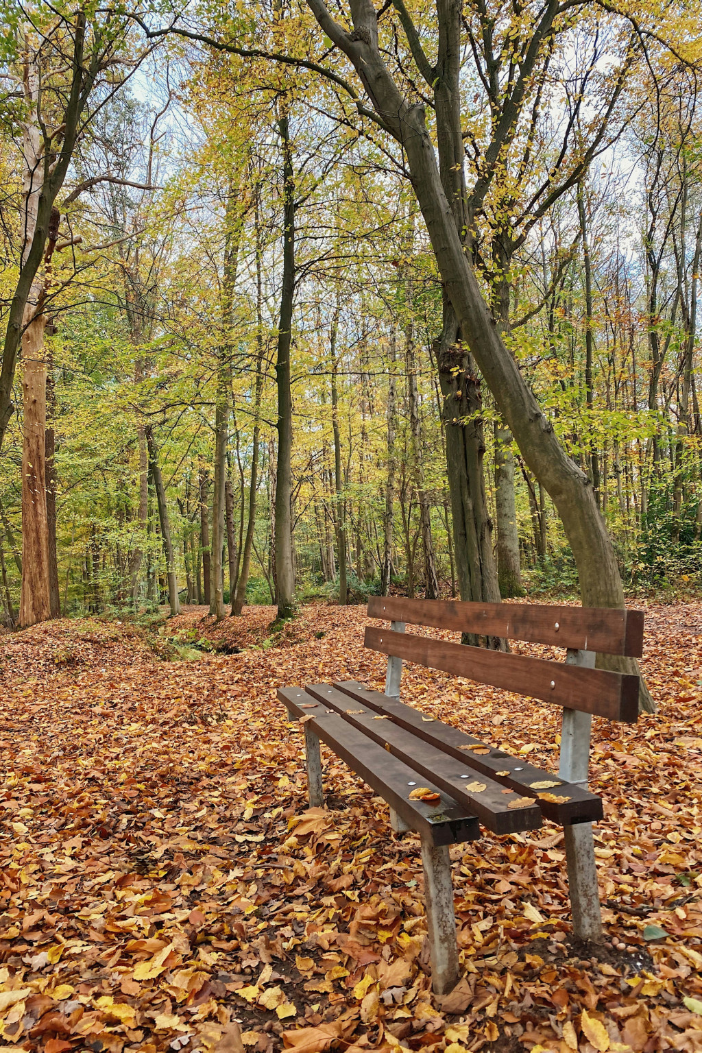 brasschaat bos