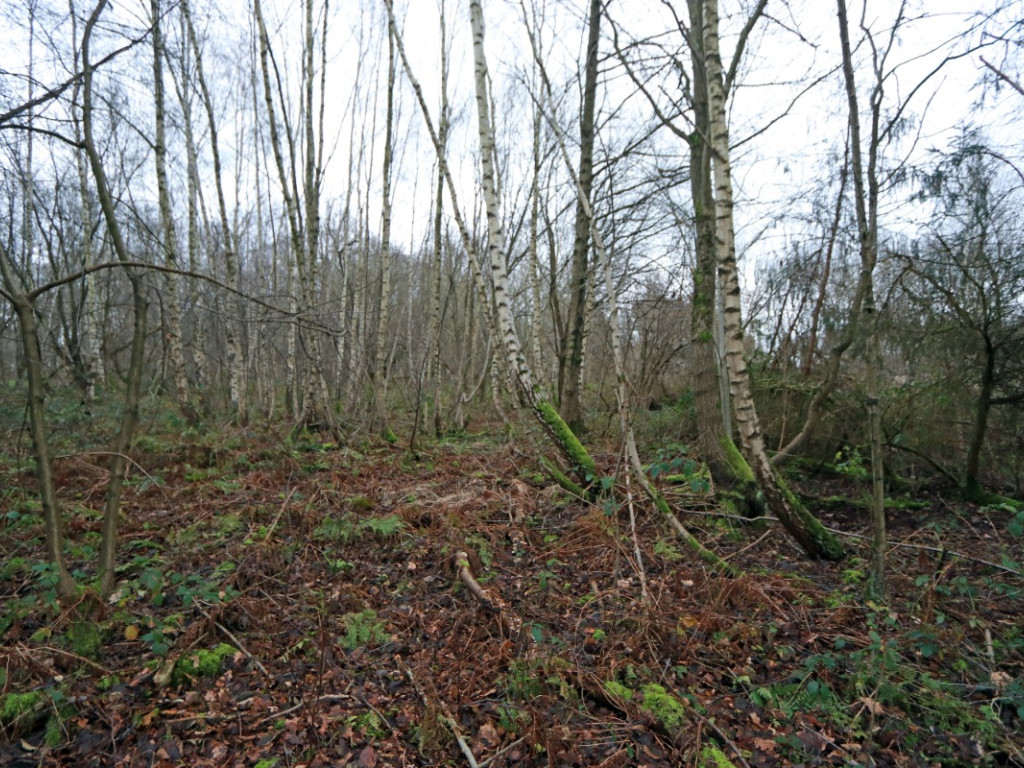 De heide - X - - 3201