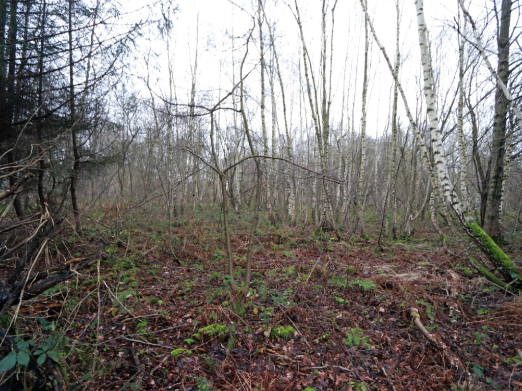 De heide - X - - 3201