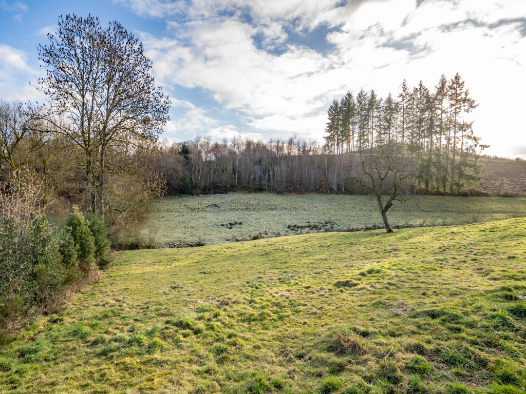 buisson - LOT 2 - division - 6980