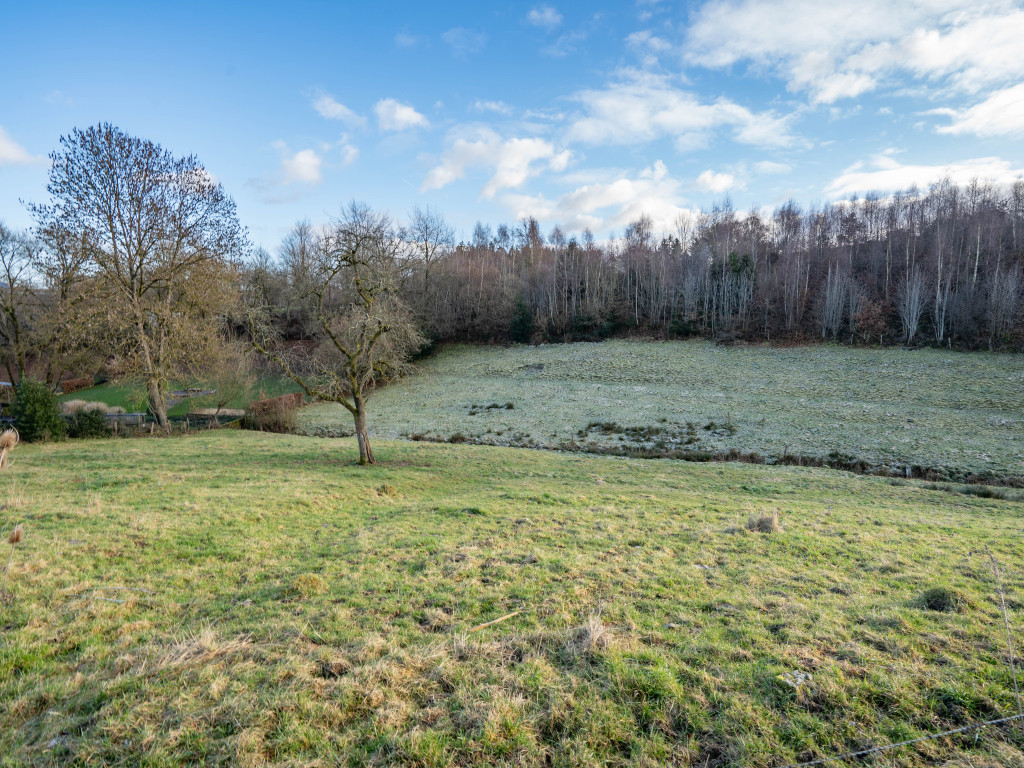 buisson - LOT 2 - division - 6980