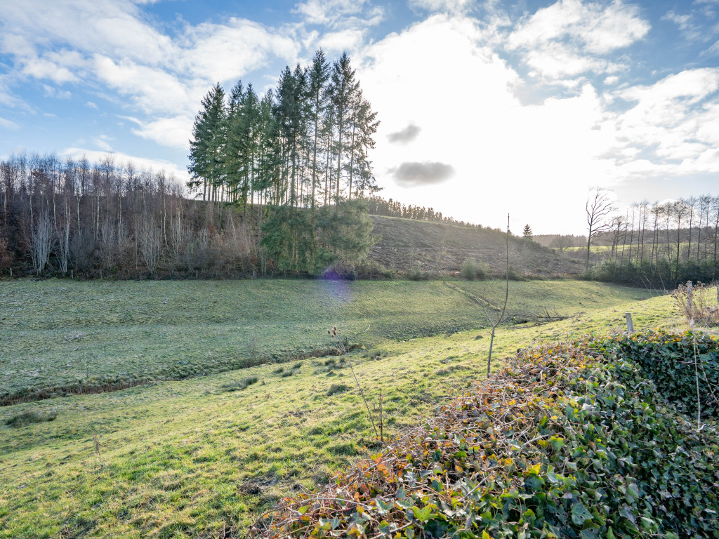 Buisson - LOT 4 - division - 6980