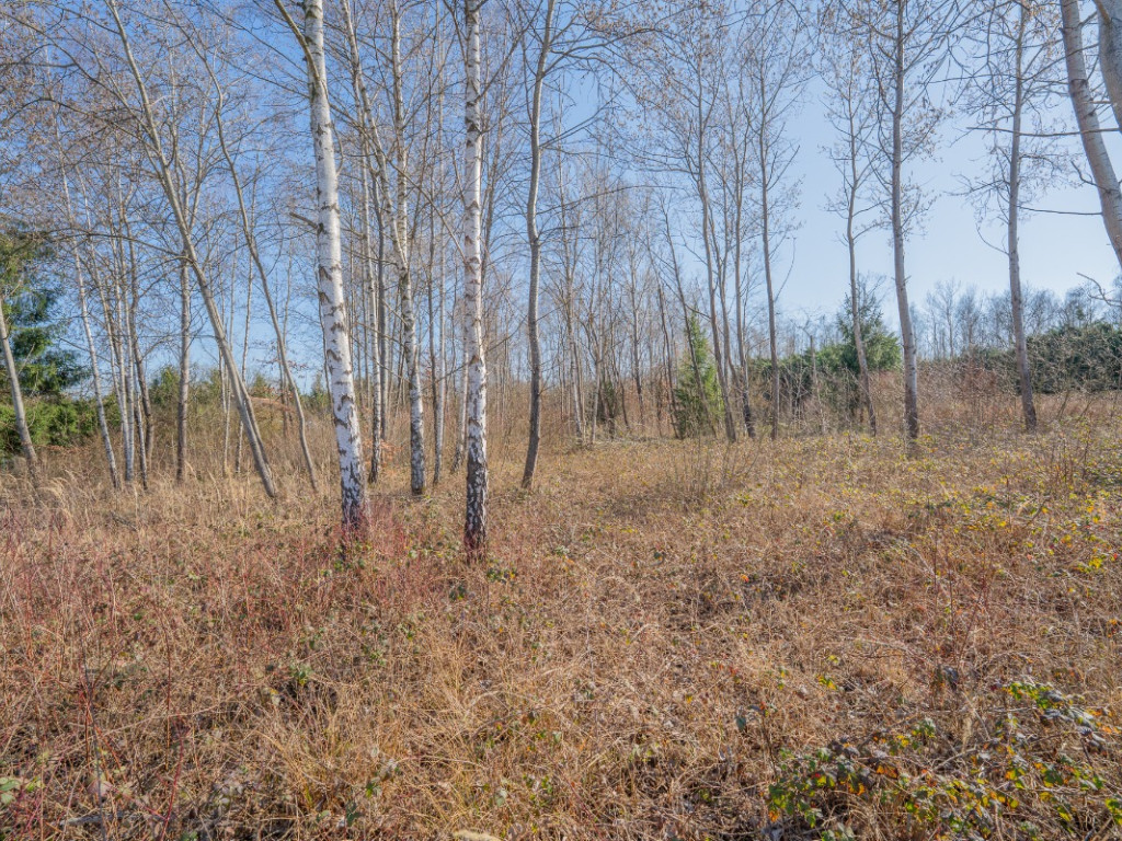 Avenue du Général Vandamme - 31 - - 5660