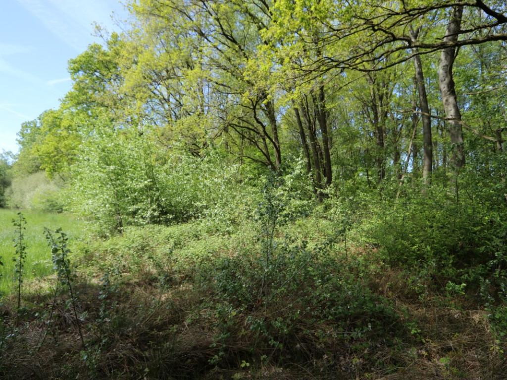 Zoot (Bosgrond) - 23A - tegenover - 3202