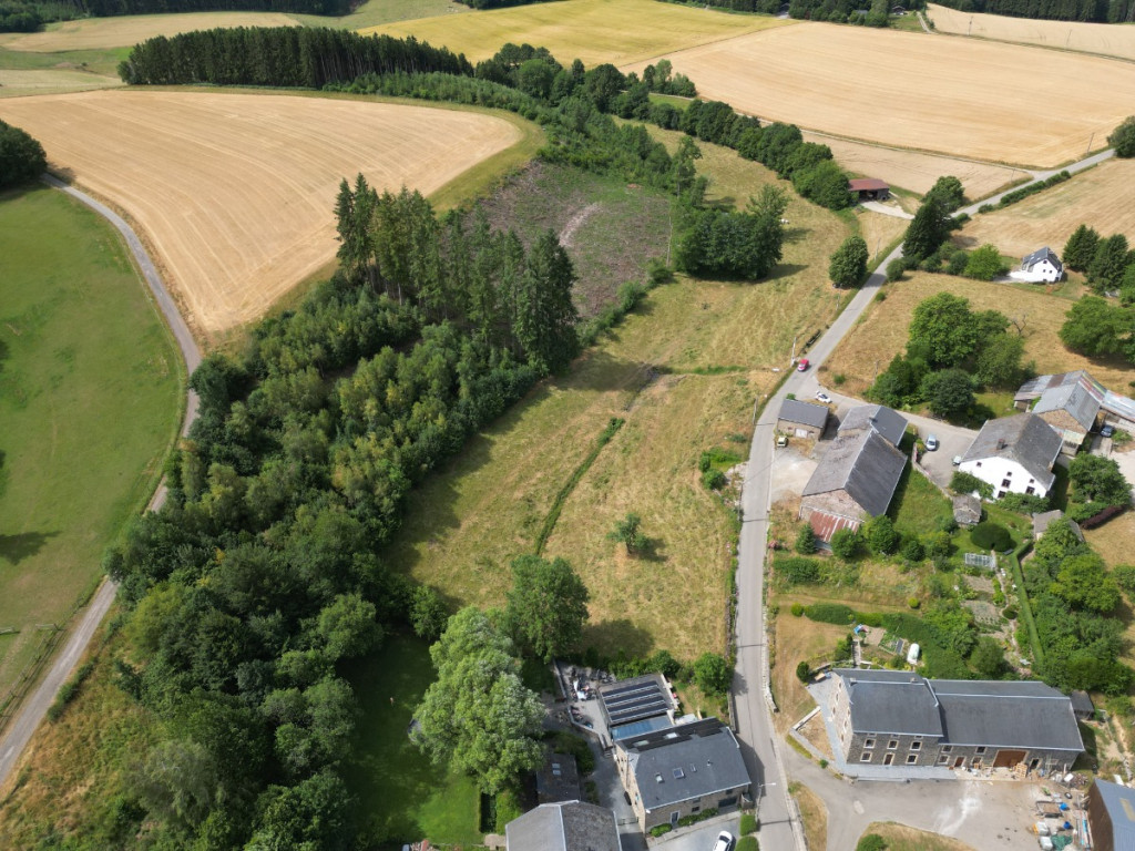 buisson - LOT 2 - division - 6980