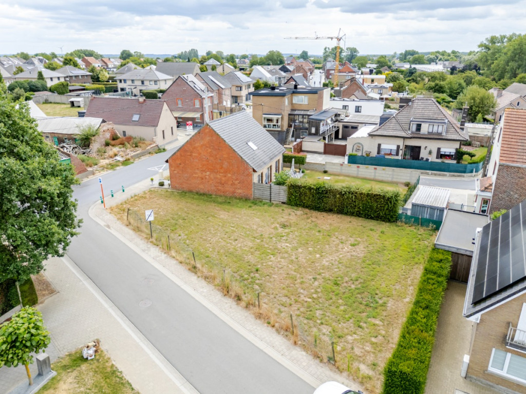 's Gravenkerselaar - 65 - - 9450