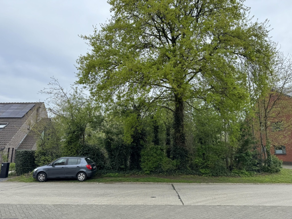 Blauwvoetstraat - zn - - 2260