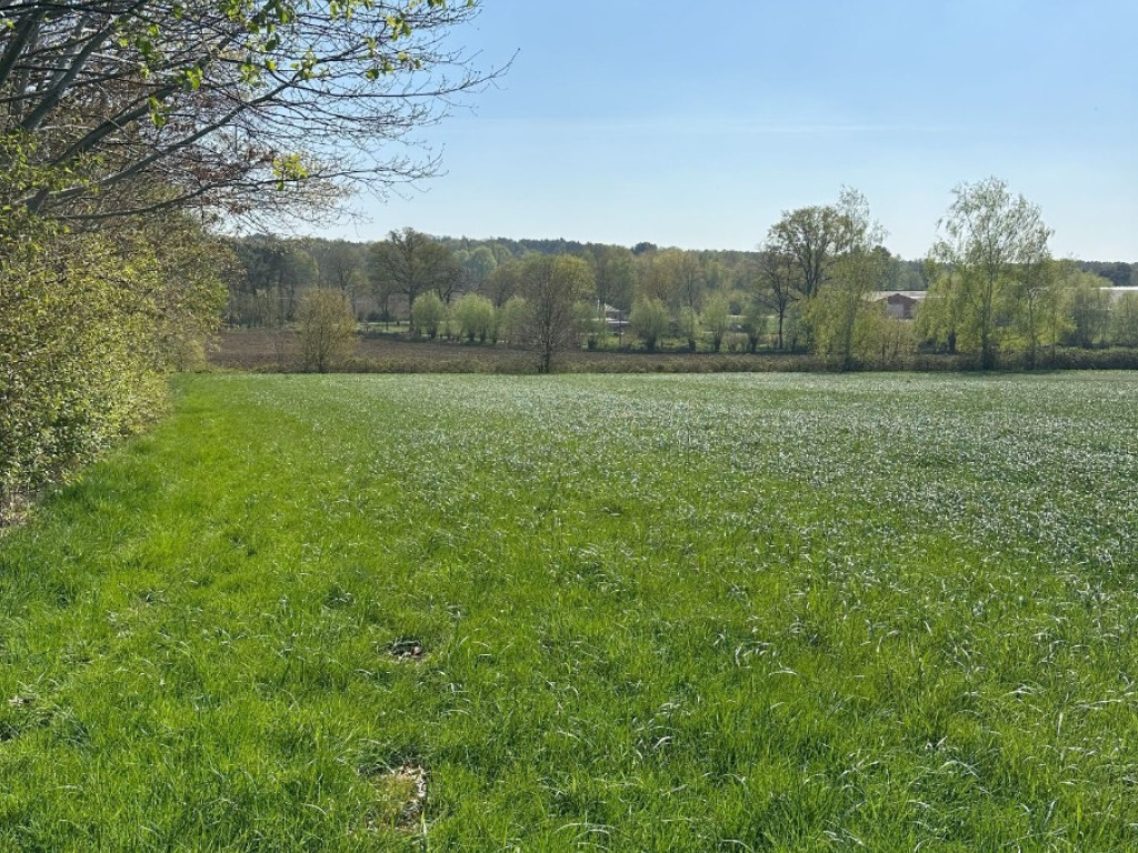 Laarberg - zn - - 2230