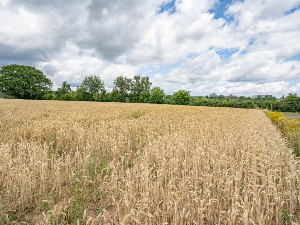 Des blés - 44 - LOT 2 - 6717