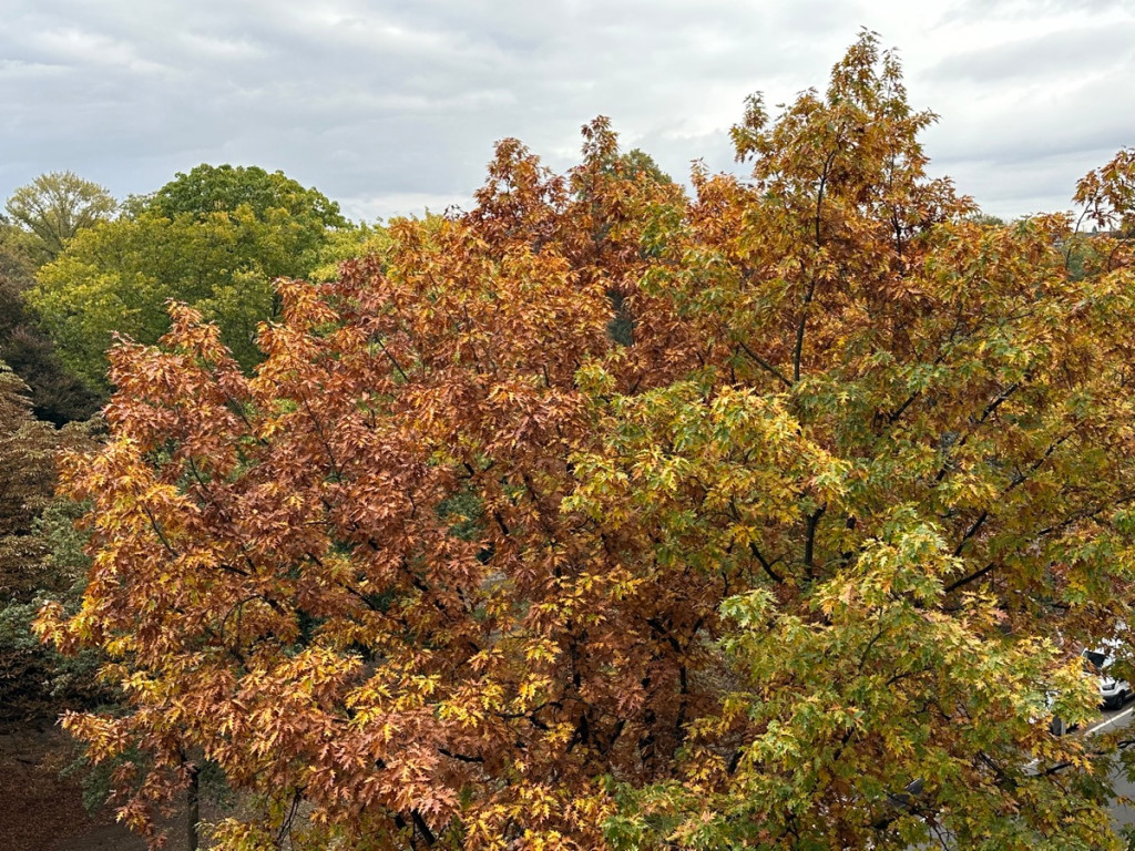 Van Eycklei - 10 - - 2018