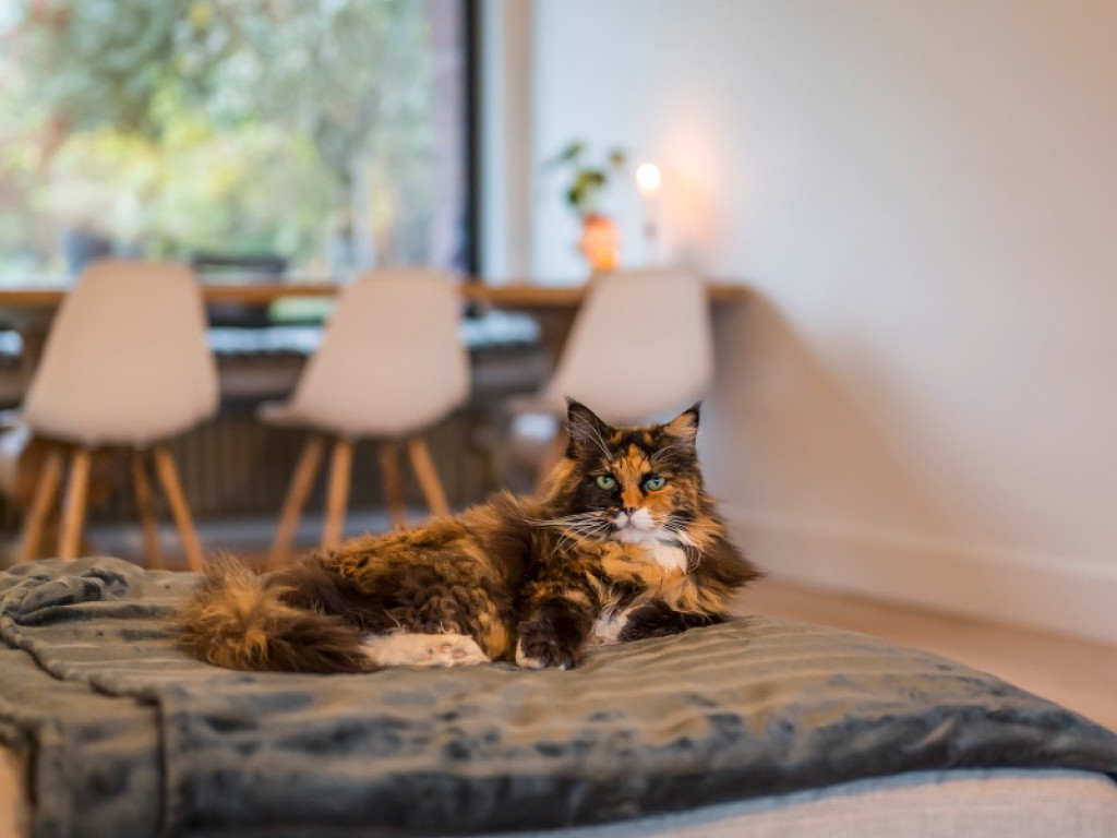 Ganzemeerstraat - 15 - - 9150