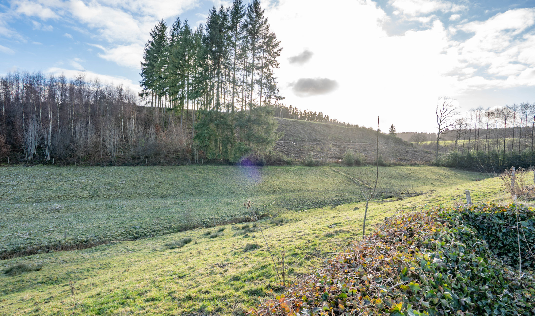 Buisson - LOT 4 - division - 6980