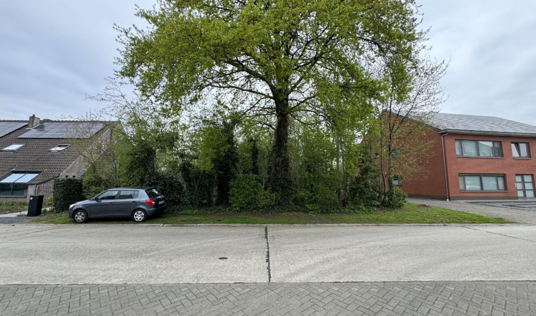 Blauwvoetstraat - zn - - 2260