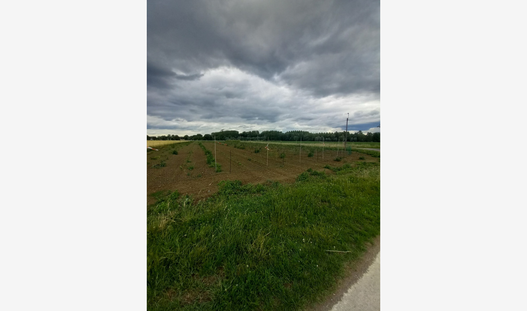 Lindestraat - - - - 9520