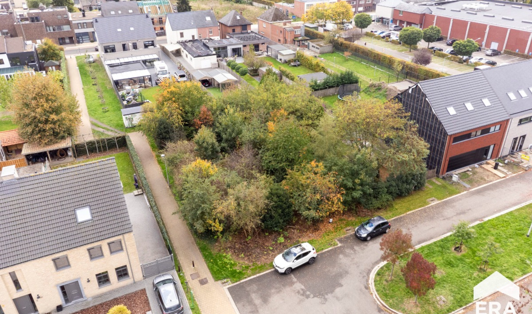 Beiaardgalm - ZN - - 3920