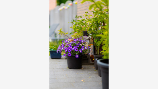 Kerkhofdreef - 10 - - 9290