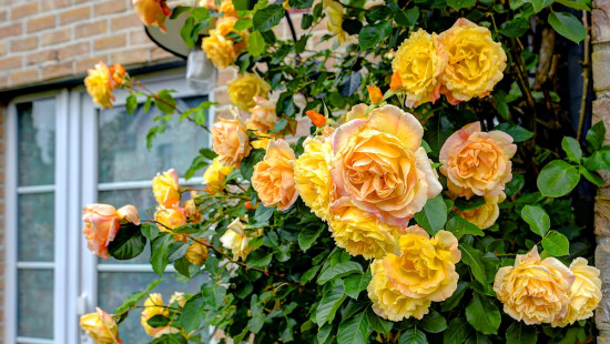 Weemstraat - 23 - - 1560