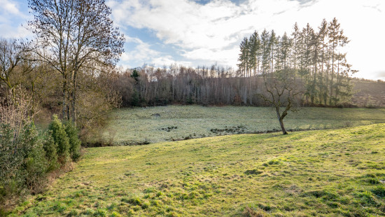 buisson - LOT 2 - division - 6980