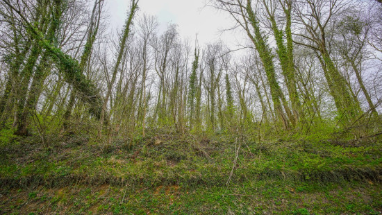 Rue du Néronry - 20 - D - 4140