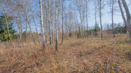 Avenue du Général Vandamme - 31 - - 5660