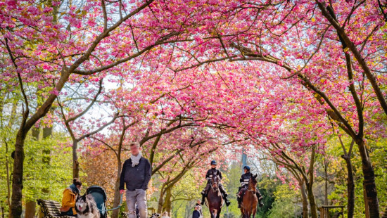 Rue Geefs - 31 - 2 - 1030