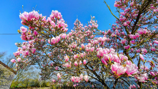 Hasselheidestraat - 4 - - 3040