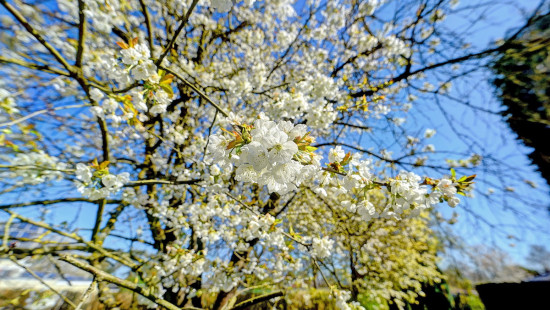 Jezus-Eiksesteenweg - 70 - - 1560