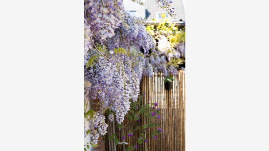 Bergstraat - 3 - - 9170