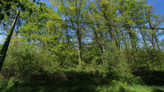 Zoot (Bosgrond) - 23A - tegenover - 3202