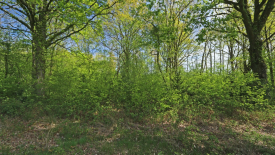 Zoot (Bosgrond) - 23A - tegenover - 3202