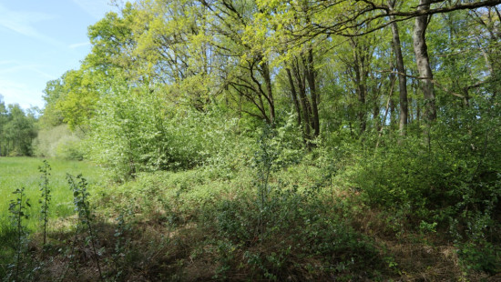 Zoot (Bosgrond) - 23A - tegenover - 3202