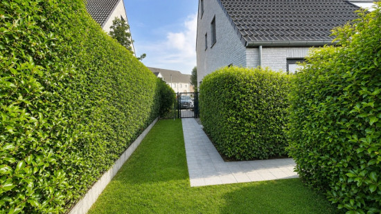 Laurierstraat - 6 - - 8750