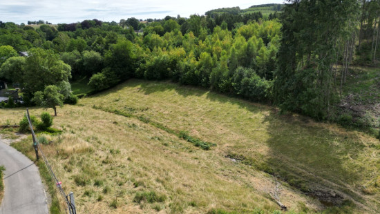 buisson - LOT 2 - division - 6980