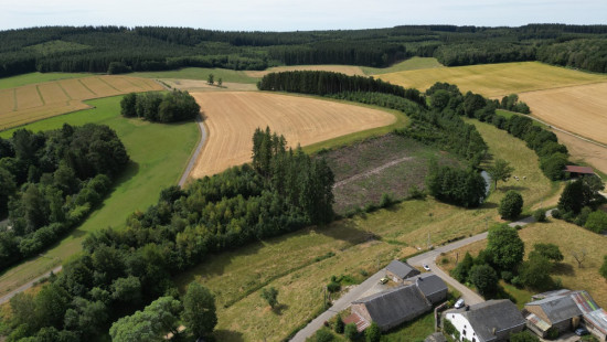buisson - LOT 2 - division - 6980