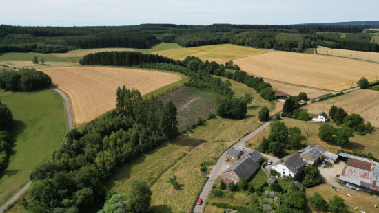 buisson - LOT 2 - division - 6980