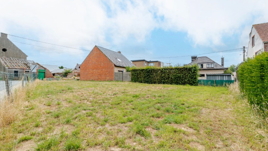 's Gravenkerselaar - 65 - - 9450