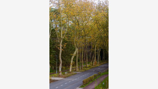 Vossekotstraat - 92 - - 9100