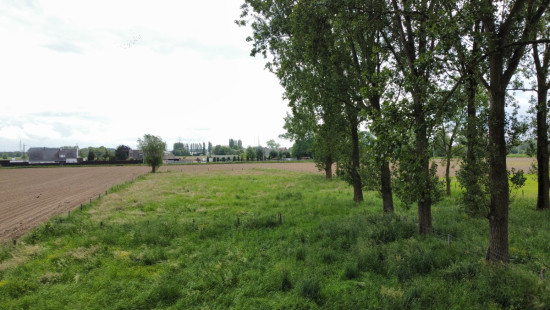 Beveren Dries - 88 - lot 3 - 8791