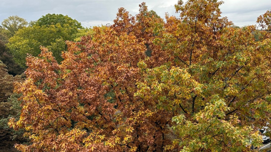 Van Eycklei - 10 - - 2018