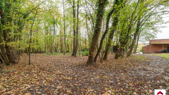 Drève du Corps de Garde - 13 - - 7850