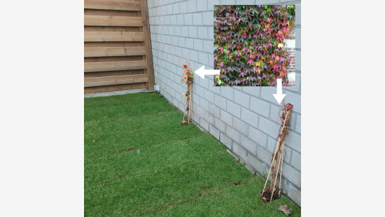 Wilgestraat - 19 - - 8940