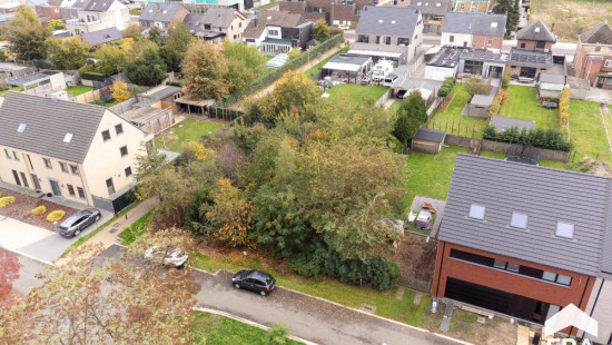 Beiaardgalm - ZN - - 3920