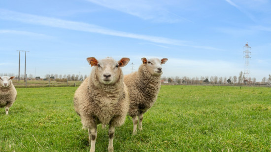 Wulpendammestraat - 4 - - 8670